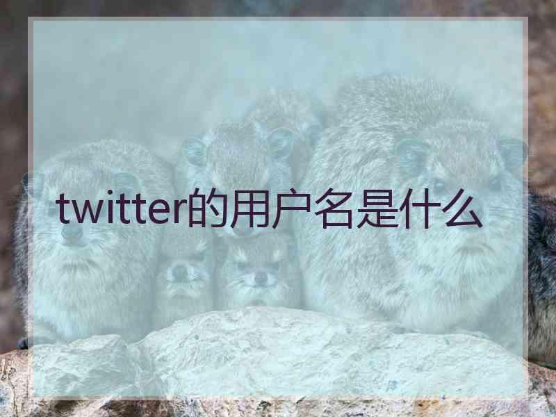 twitter的用户名是什么